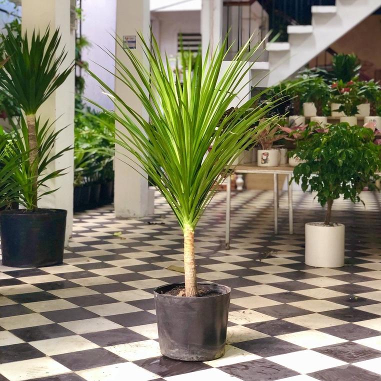 Cây Phát Tài Núi, cây trang trí văn phòng loại cây phong thủy ưa thích