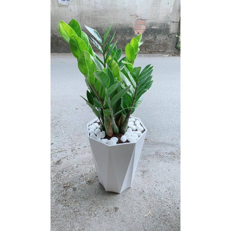 Chậu Cây Kim Phát Tài