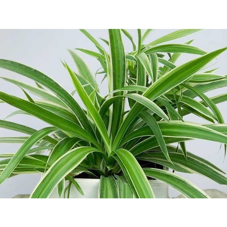 Cây để bàn cỏ nhện như hình