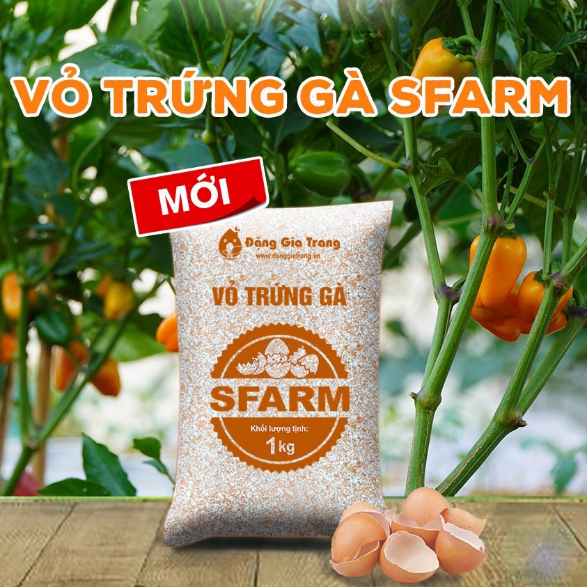 Vỏ trứng gà Sfarm đã qua xử lý