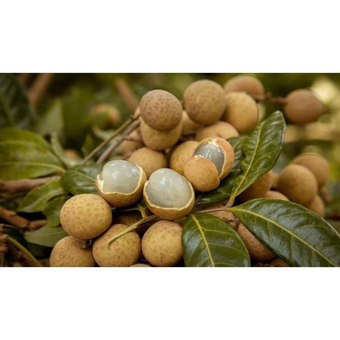 CÂY GIỐNG Nhãn Tiêu Da Bò .