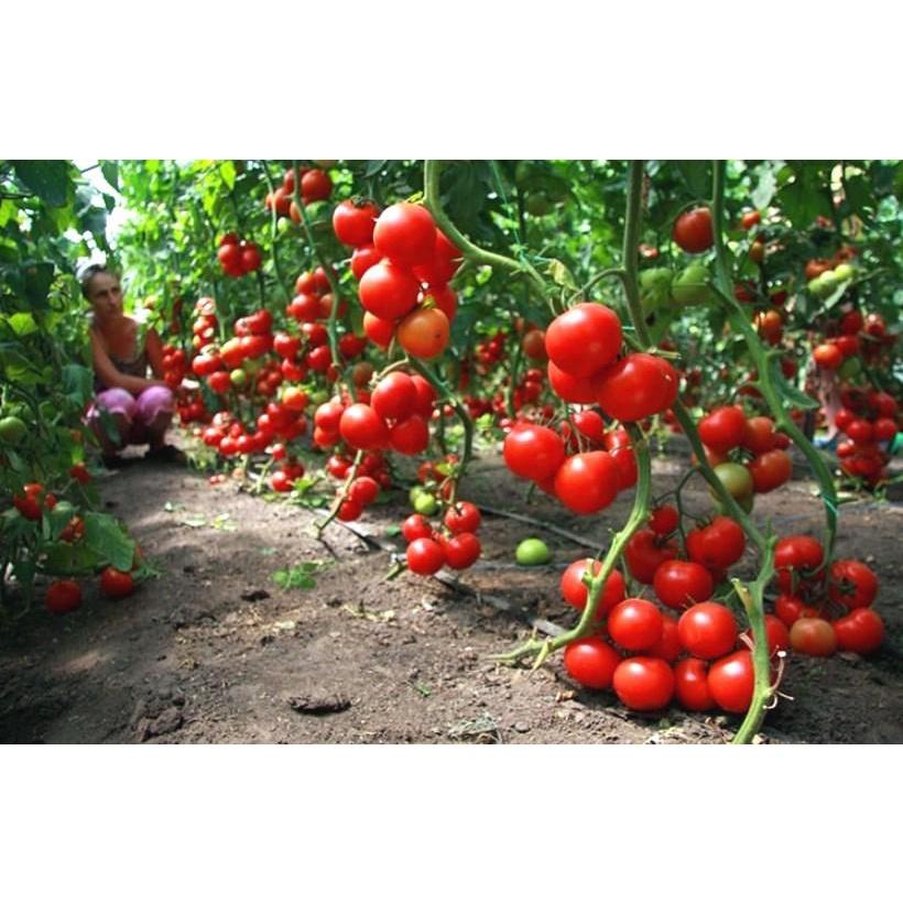 Hạt Giống Cà Chua 40 hạt