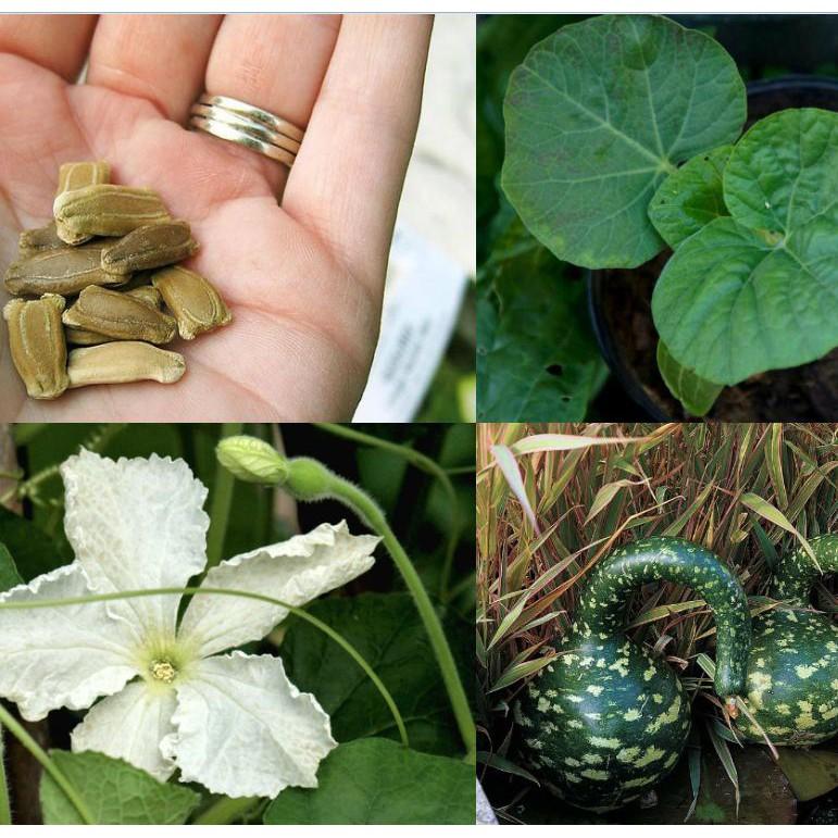 Hạt Giống Bầu Thiên Nga - 5 hạt/gói