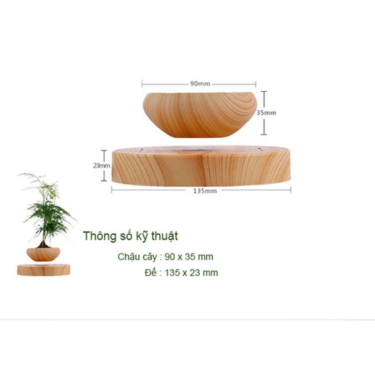 Cây bonsai bay lơ lửng vân gỗ Đen