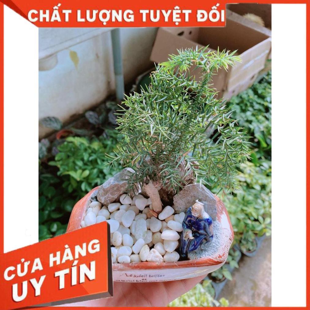 Chậu tùng bồng lai bonsai Nhiều Người Mua