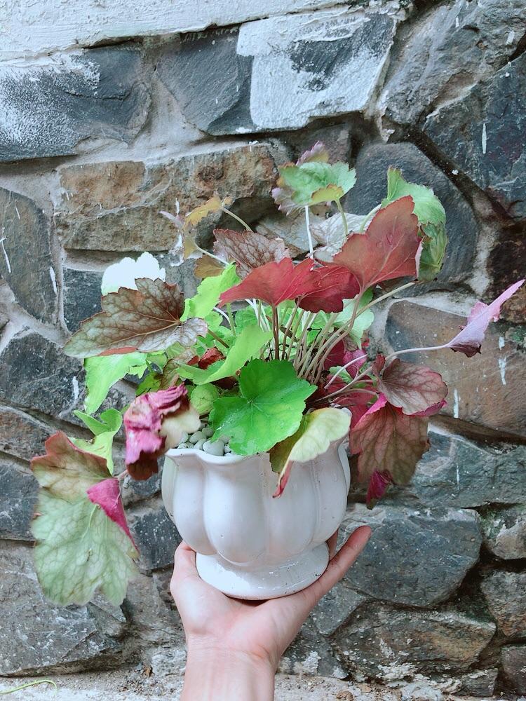 Chậu Cây Lá Màu