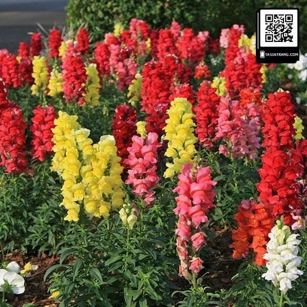 Hạt Giống Hoa Mõm Sói