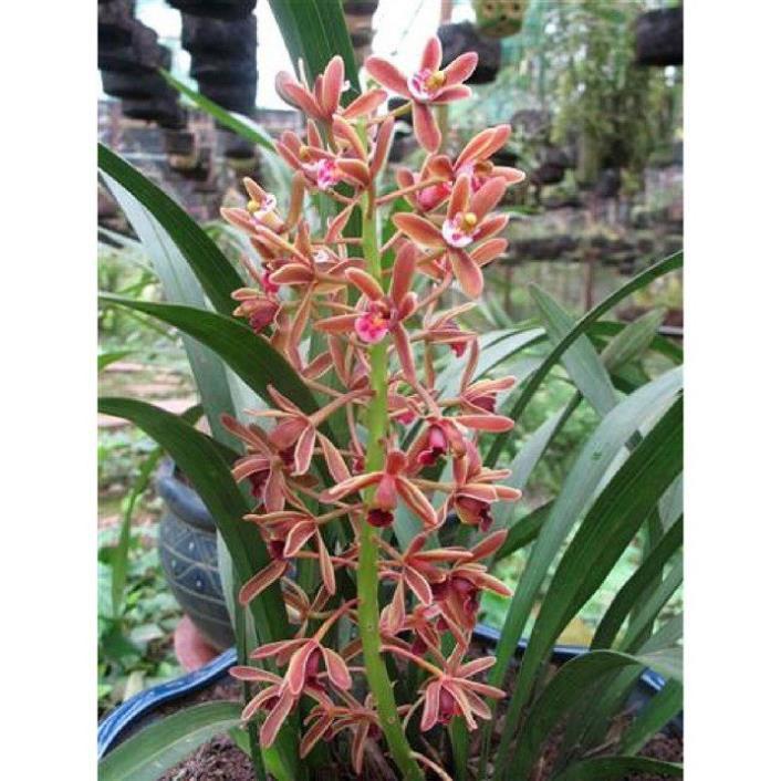 COMBO 10 THÂN ĐỊA Lan kiếm hồng hoàng , trần mộng thu- Cymbidium iridioides - TMTTB