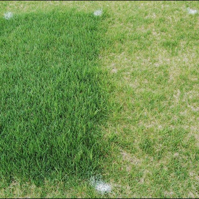 5kg Hạt Giống Cỏ Bermuda - Cỏ thảm cảnh, cỏ sân vườn