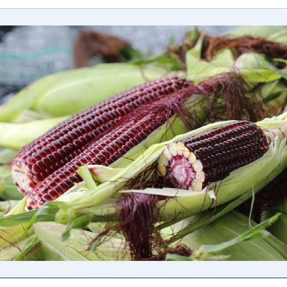 Bộ 3 gói Hạt giống ngô Nữ Hoàng đỏ - Tặng gói phân bón