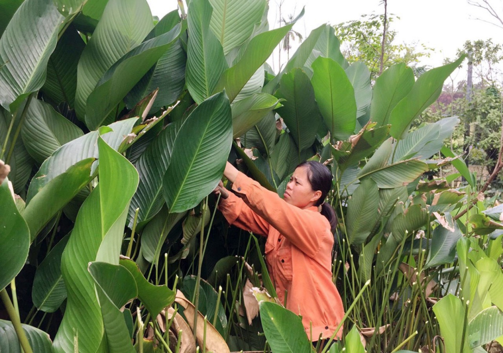 Lá dong tươi gói tất cả loại bánh