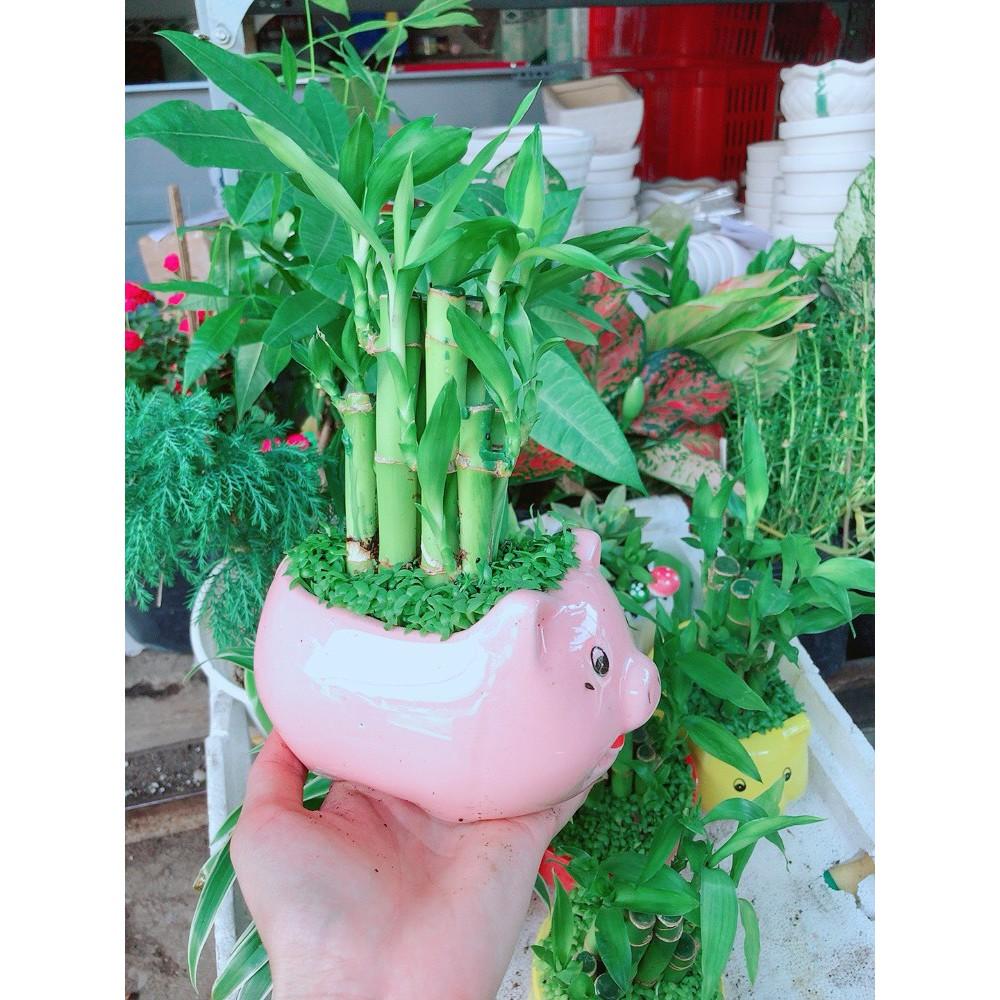 Cây chúc phát tài hình heo hồng