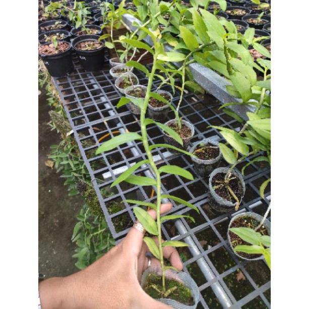 Hoa Lan Giả hạc 5ct Họng Hồng