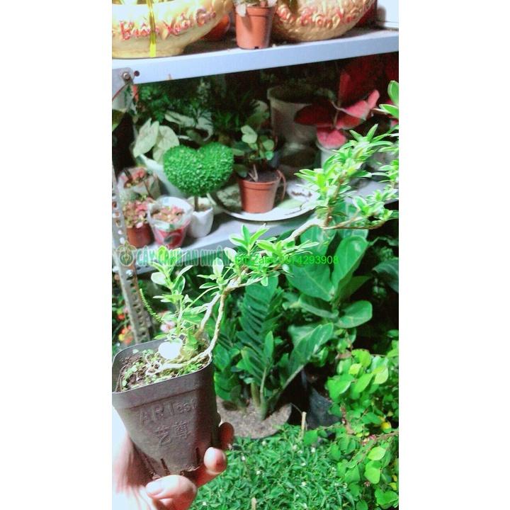 Cây Hồng Ngọc Mai Mini
