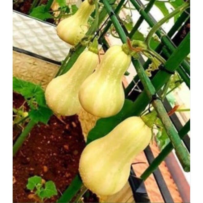 Hạt giống bí ngô mật butter F1 Đài Loan - Gói 2gram-tặng kèm gói phân bón lót