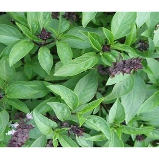 Gói 10gr hạt giống rau húng quế cao sản