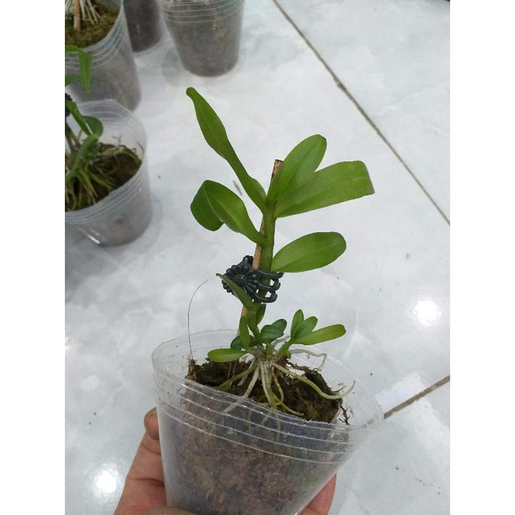 Phi điệp 5ct mắt nai hòa bình hàng gieo hạt