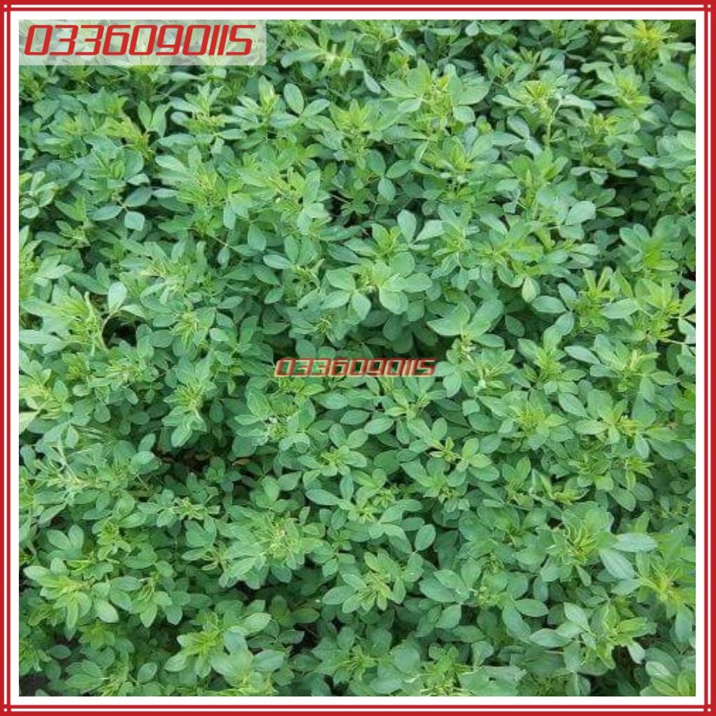 1kg Hạt giống cỏ linh lăng Alfalfa - cỏ ba lá họ đậu giàu dinh dưỡng cho chăn thỏ, dê, cừu