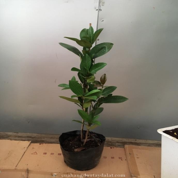 Cây Giống CHERRY BRAZIL - Giống F1