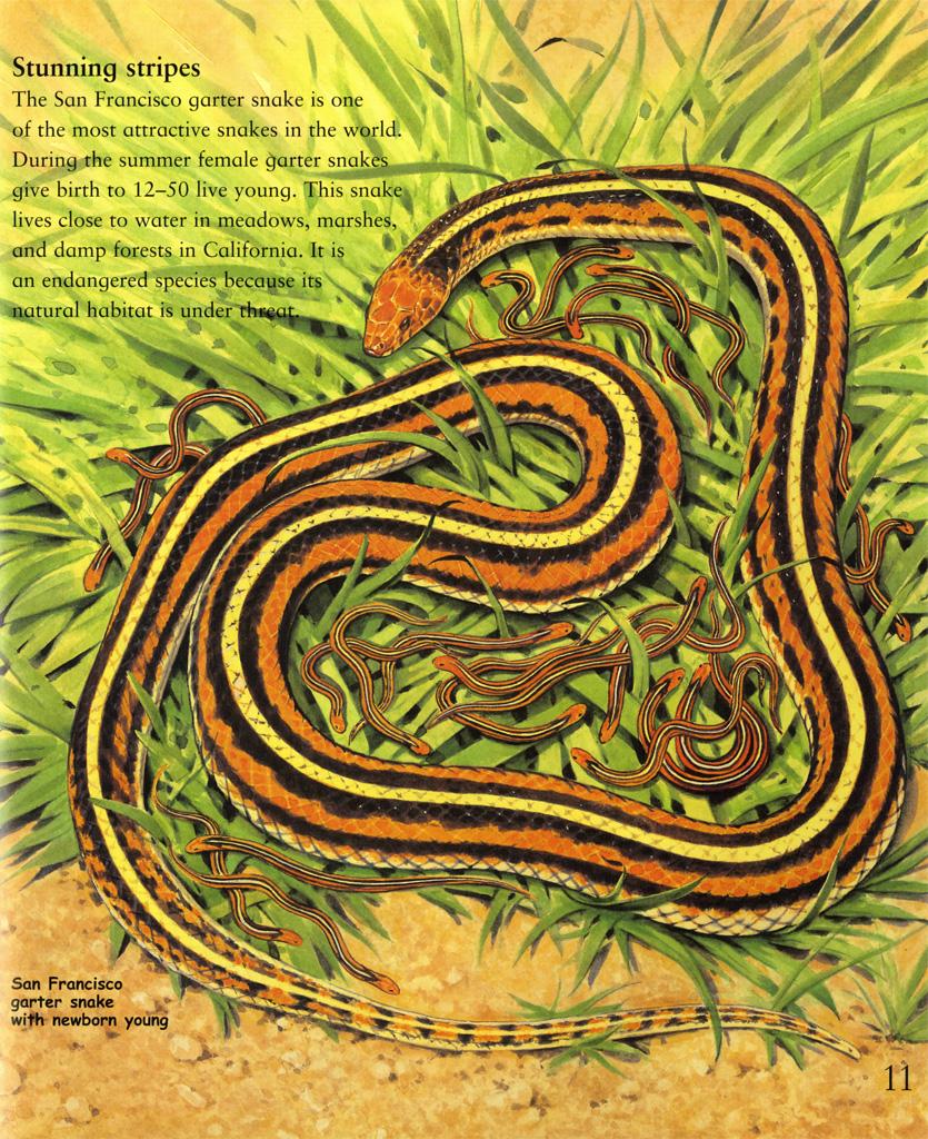 My Best Book Of Snakes