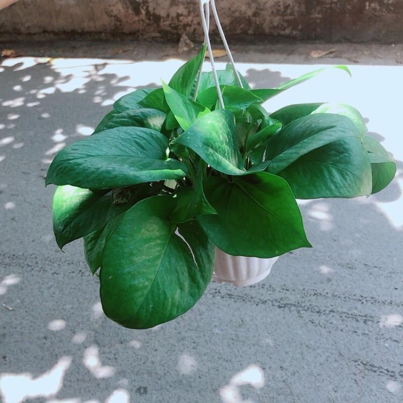 Trầu Bà Thái Xanh