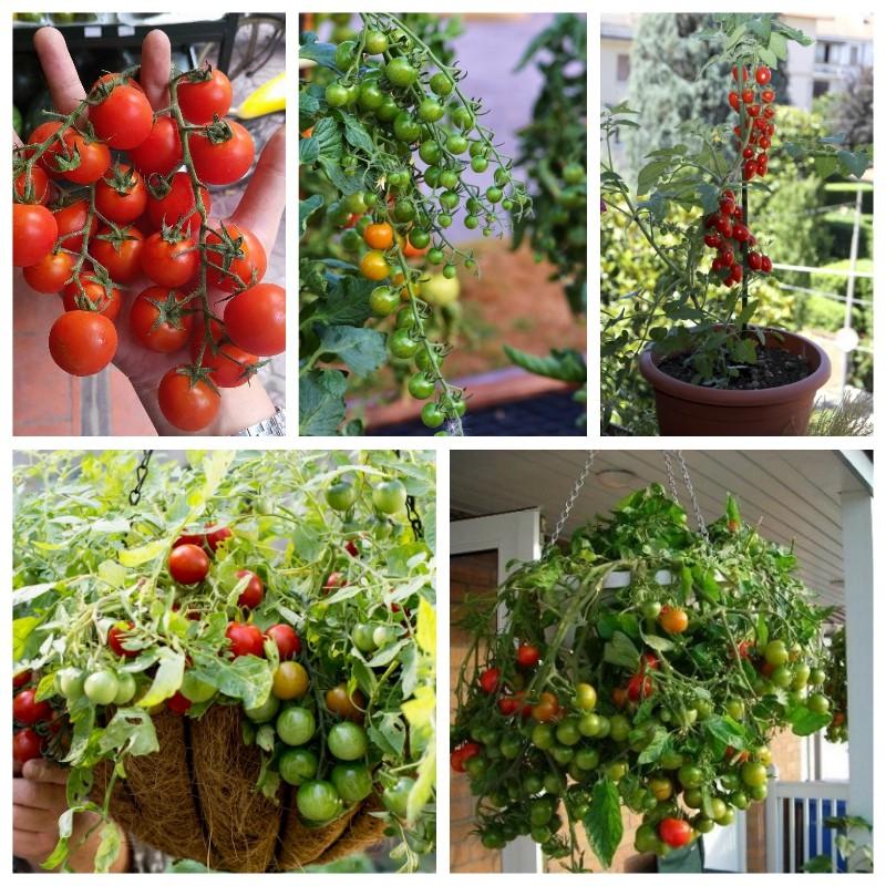 Cà chua cherry đỏ lùn F1 - cây lùn gói 20hạt