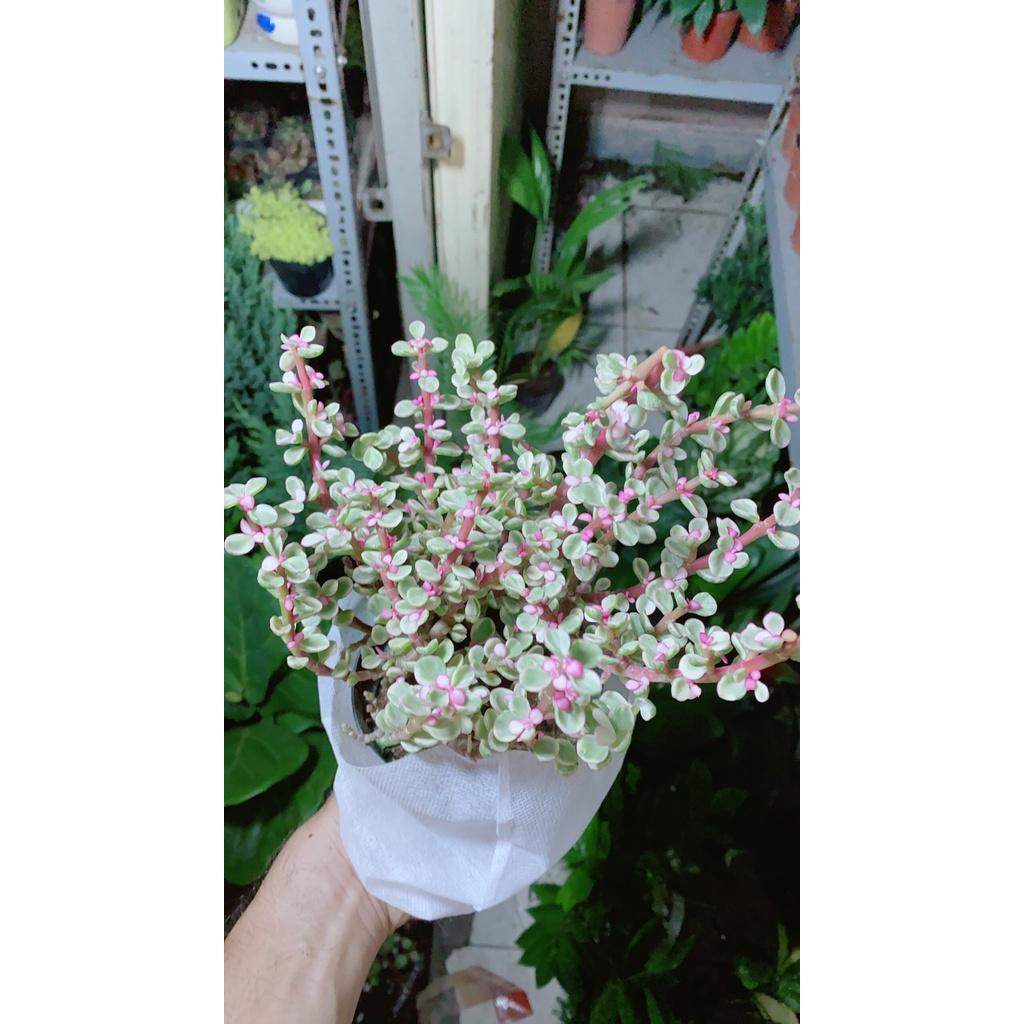 Cây Cành Vàng Lá Ngọc