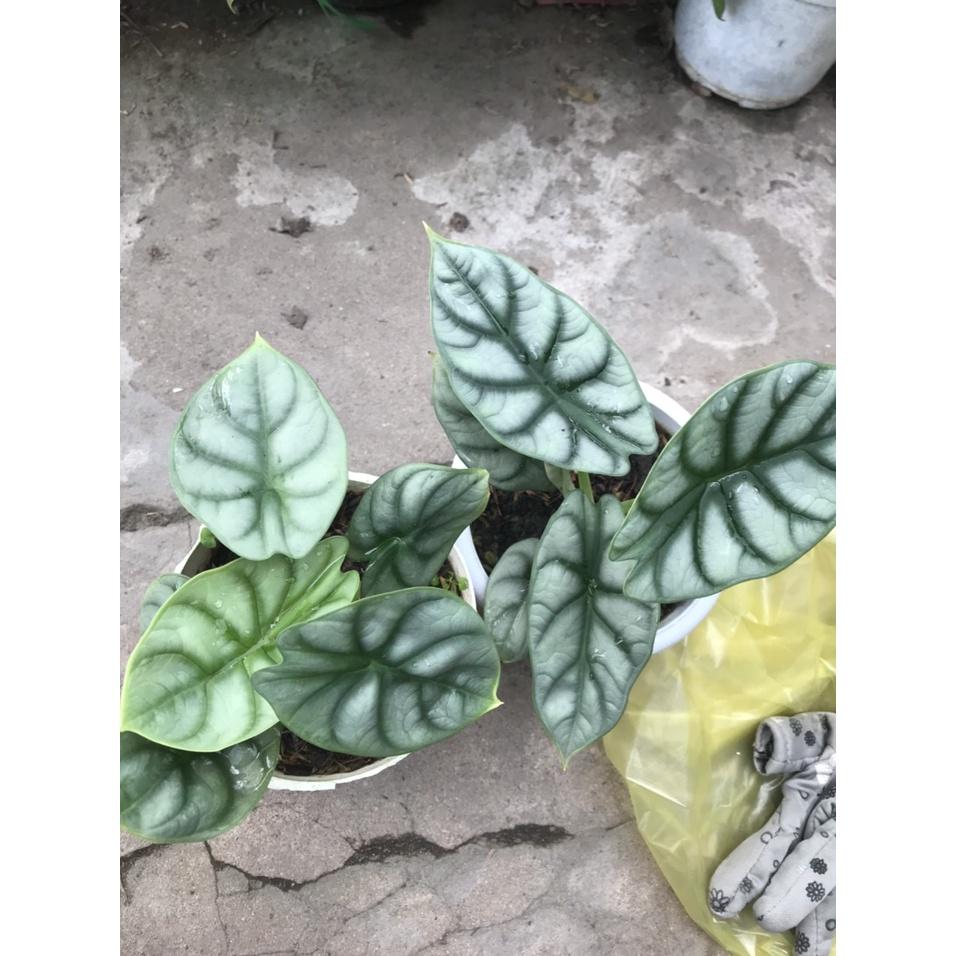 Môn Rồng Bạc - cây cảnh để bàn + tặng phân bón cho cây