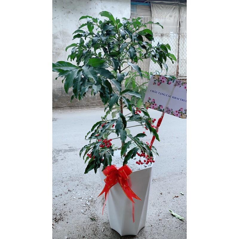 Chậu Cây Kim Ngân Lượng