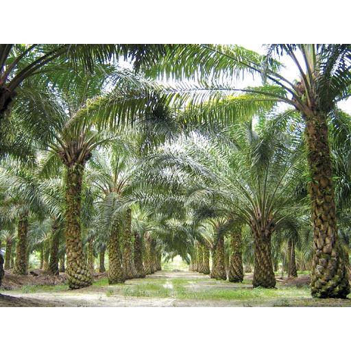 Cây Cọ Cảnh - cây giống