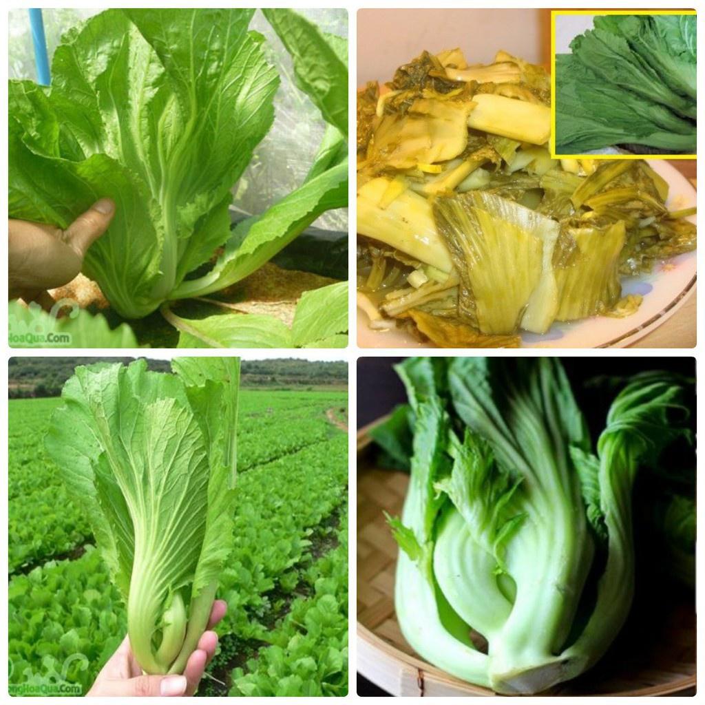 Hạt giống rau cải bẹ dưa cao sản - Gói 1kg