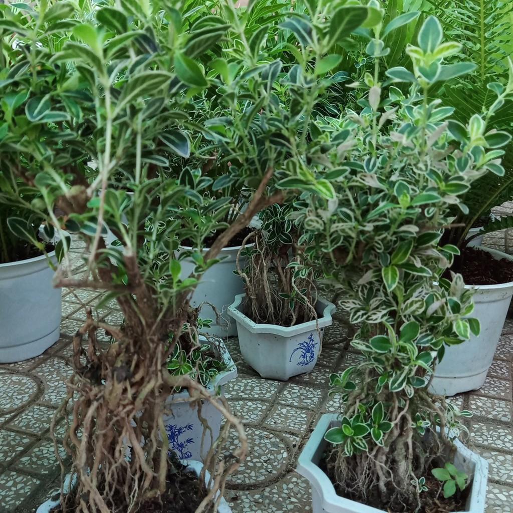 Bạch tuyết mai (có hình bonsai ở cuối)