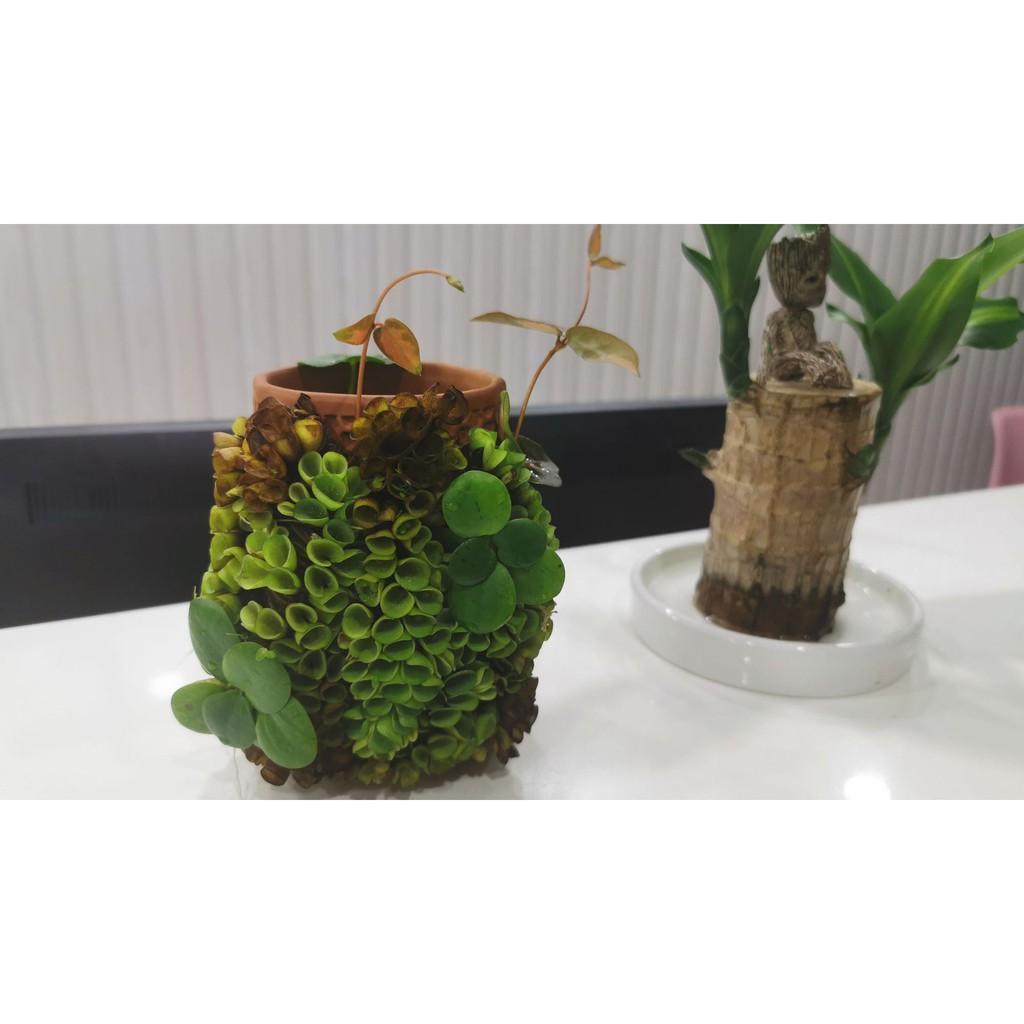 Tháp cây đứng - Chậu Gốm Trồng Cây Nhỏ Sáng Tạo Trang Trí Nhà Cửa