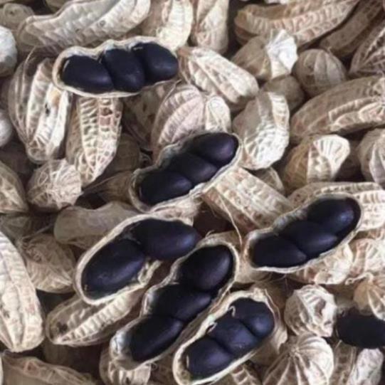 CHUẨN - Hạt giống lạc đen Kokuma