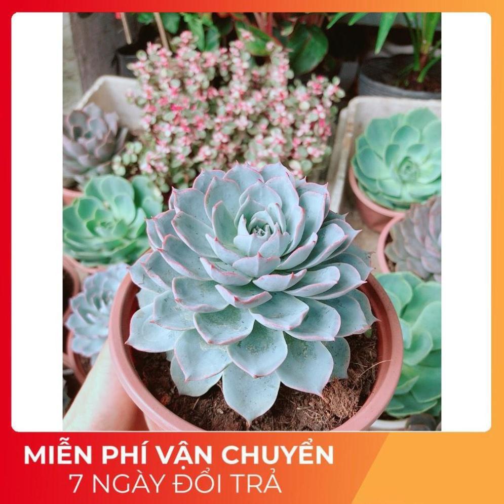 Sen Đá Hồng Phấn Size Đại