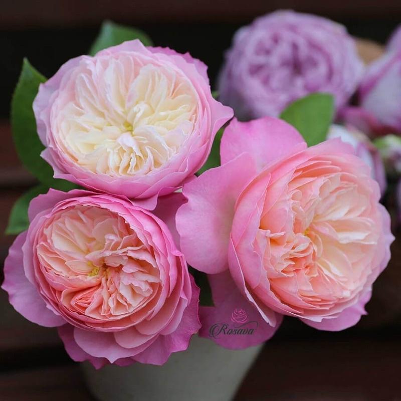 Hoa hồng ngoại Constance Rose - hồng bụi, hoa chùm