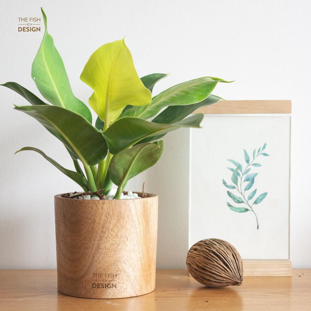 Chậu cây đế vương vàng | THE FISH SIZE L