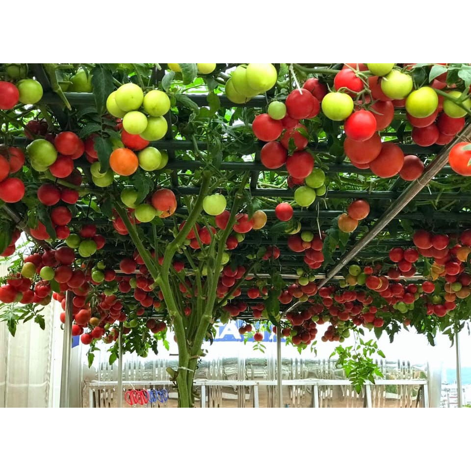 Cà Chua Bạch Tuộc 10 hạt