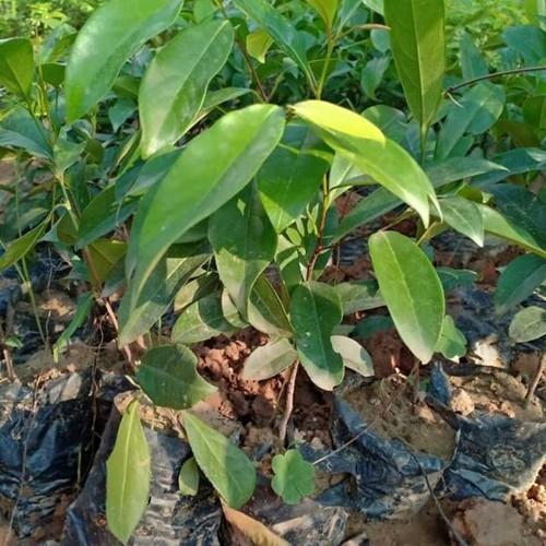CÂY GIỐNG CÂY THỊ THƠM, QUẢ NGỌT- LOÀI CÂY VƯỢNG PHONG THỦY CHO GIA CHỦ