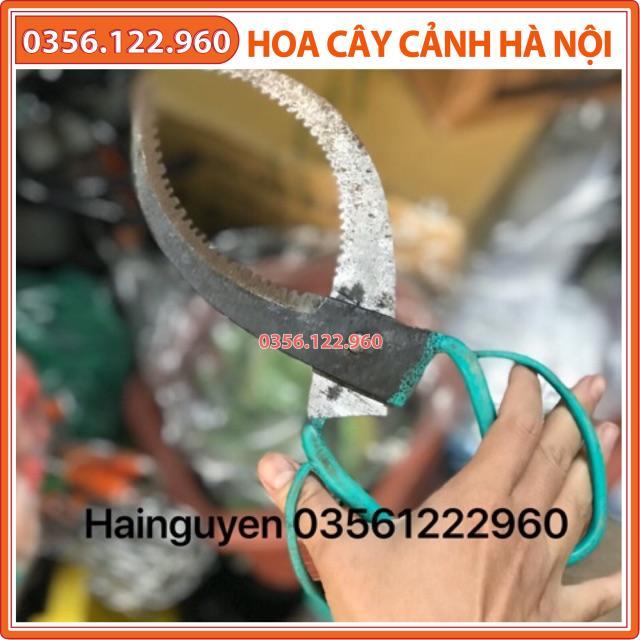 Kéo khoanh vỏ, điều tiết cây