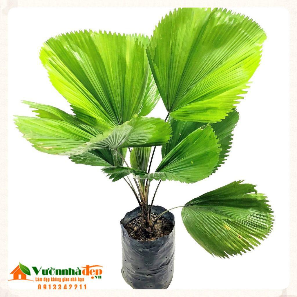 CÂY KÈ NHẬT ,CÂY KÈ NHẬT - BẦU CÂY GIỐNG