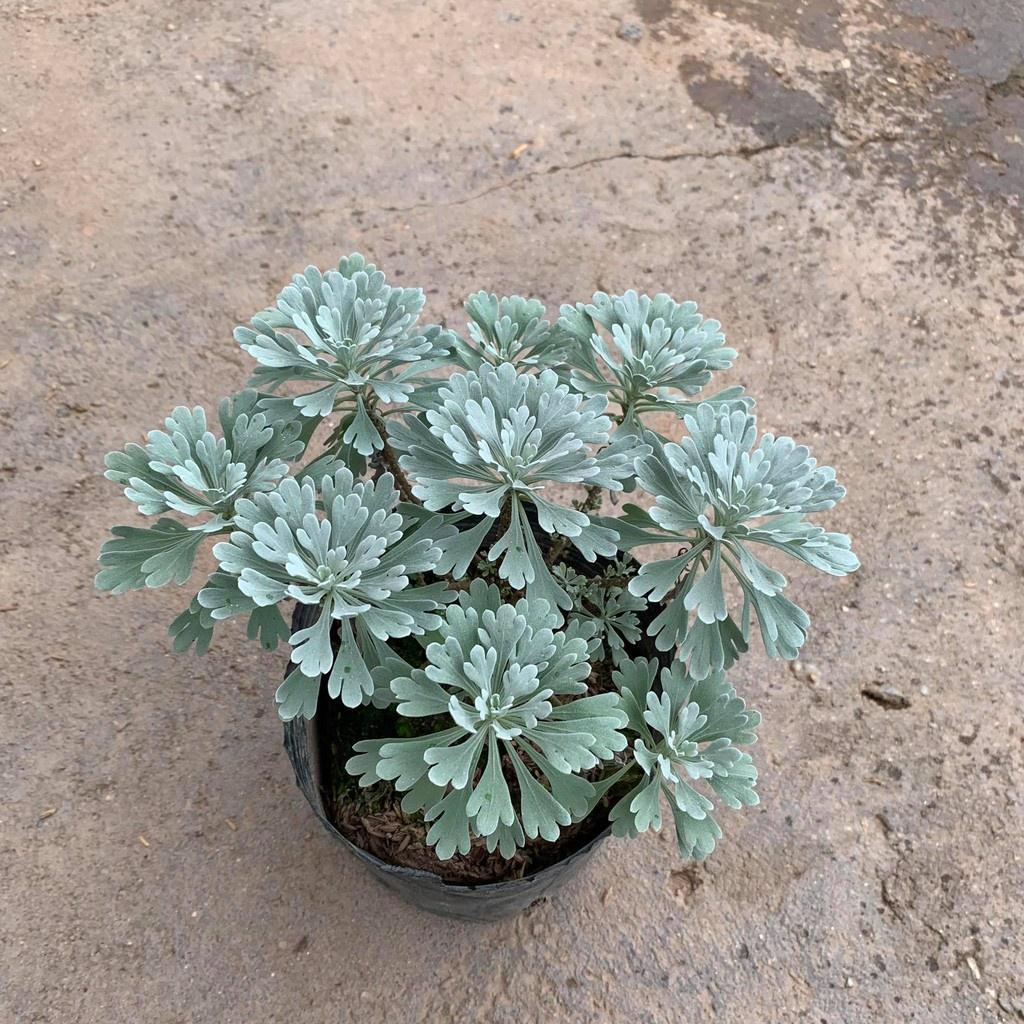 Cây Hoa Cúc Mốc Bán Kính 20 cm, Lá Ánh Bạc Đôc Đáo Cuốn Hút Mọi Ánh Nhìn