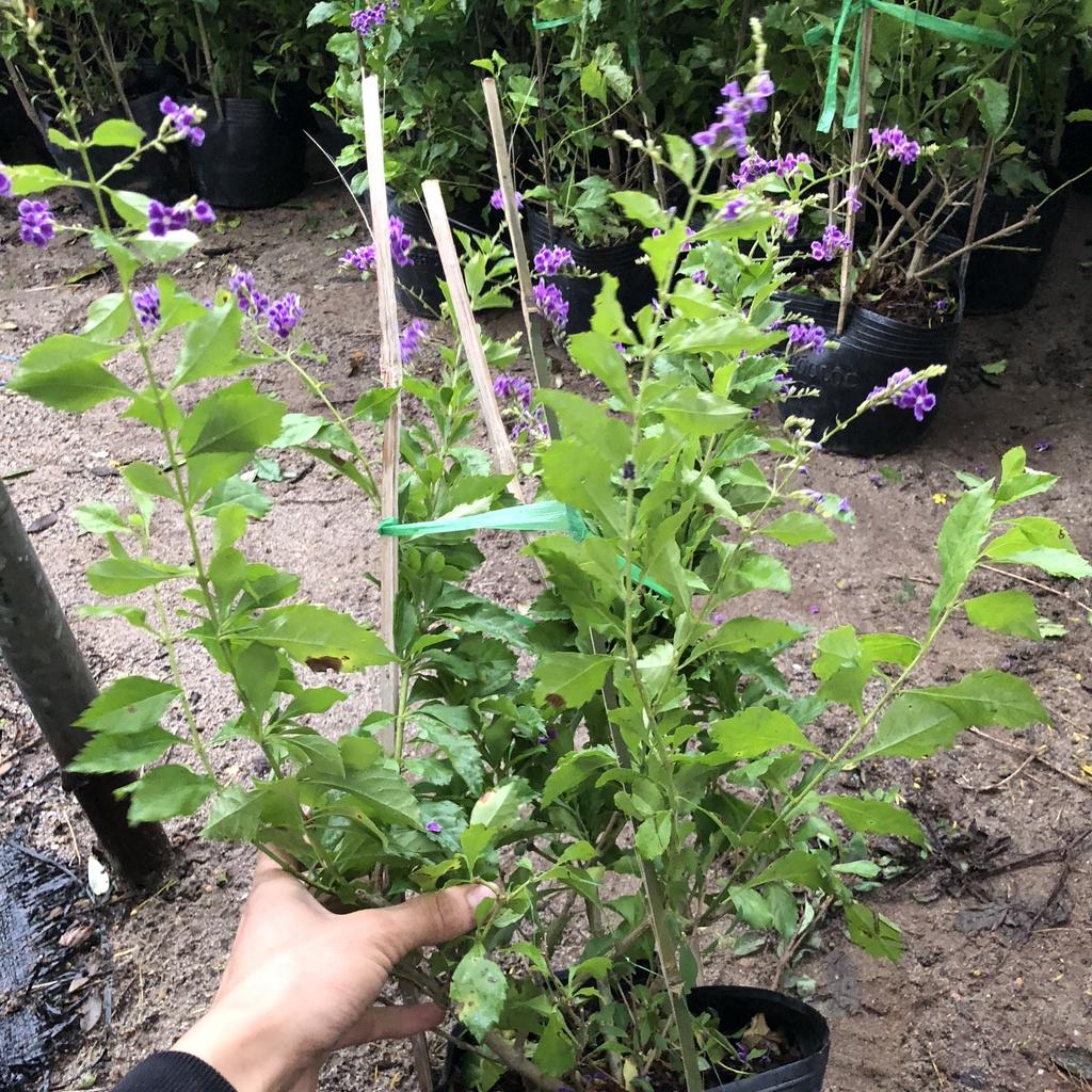 Cây chuỗi ngọc thái , Chiều cao 50cm tán to khỏe dễ chăm sóc thích hợp trang trí cảnh quan sân vườn