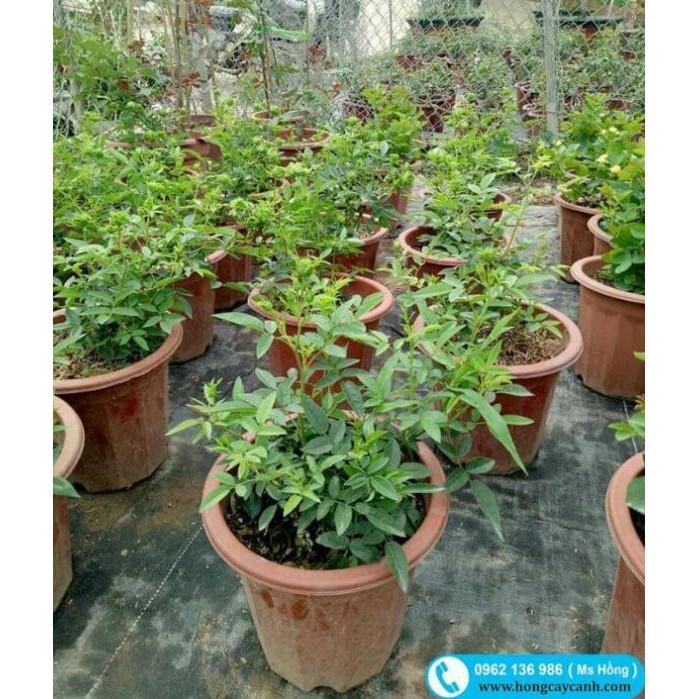 Cây hoa hồng xanh đang nụ