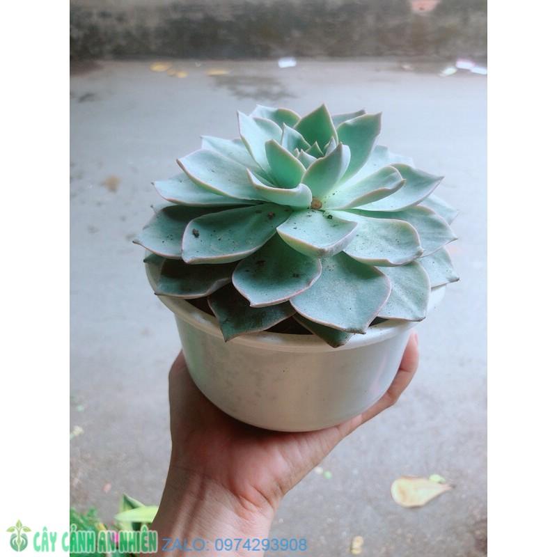 Sen Đá Hồng Phấn Đường Kính 13-14cm