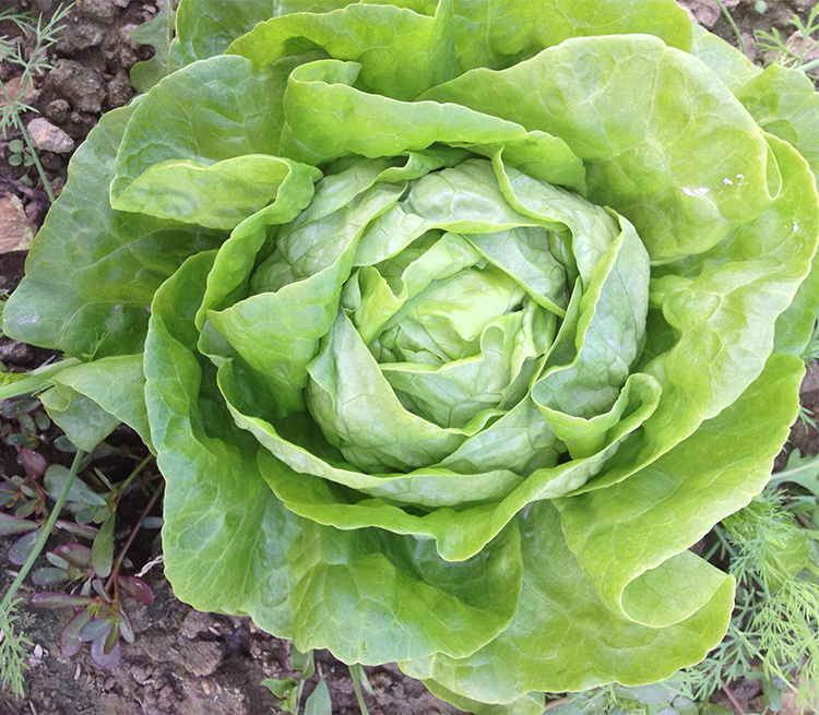 Bộ 2 Gói Hạt Giống Xà Lách Búp Thảo Nguyên NO5 Phú Nông PN130519