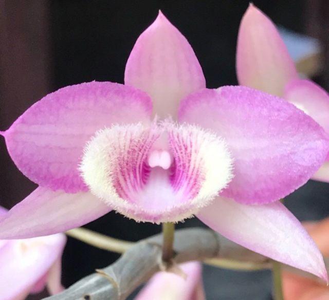 Lan phi điệp,, Phi điệp hồng ngọc