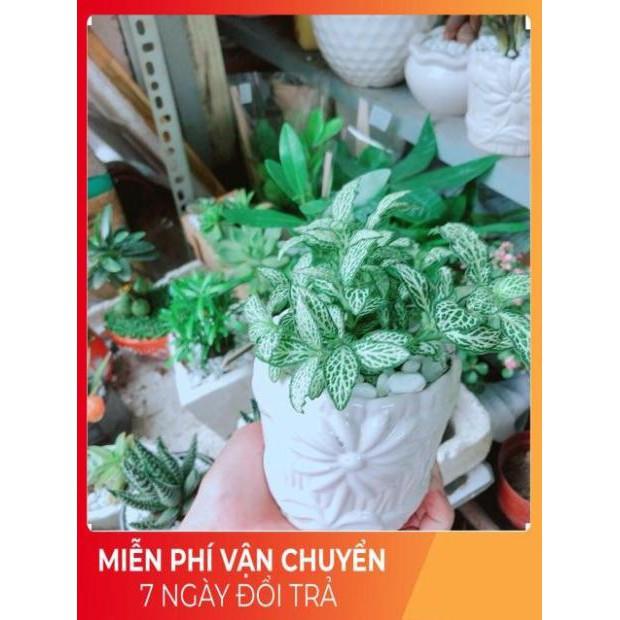 Chậu Cẩm Nhung Xanh