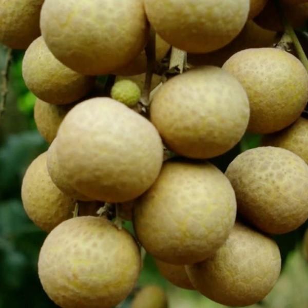 CÂY GIỐNG NHÃN IDO SIÊU SỚM .