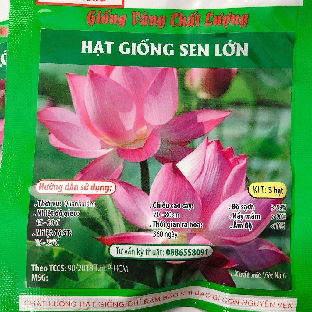Hạt giống Hoa sen lớn HN gói 5 hạt